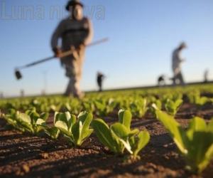 Piano Marshall per l’agricoltura: la Coldiretti chiede investimenti
