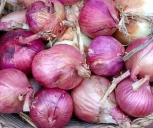 Cercasi nuovi custodi per la cipolla rossa di Novalesa