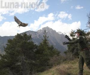 L'astore ferito ritorna a volare nei cieli di Oulx