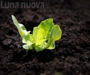 Villardora: gli "orti sociali" come ricetta contro la crisi