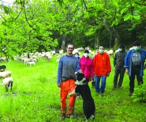 S.Giorio, pulire il castagneto? Con le pecore è meglio