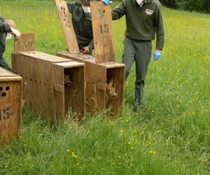 Città metropolitana: iniziate le liberazioni in natura dei caprioli