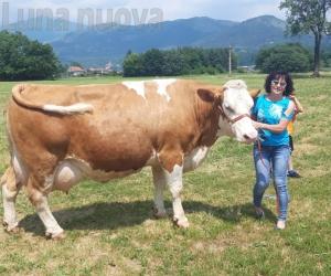 Caselette: la Pezzata Rossa in video-show