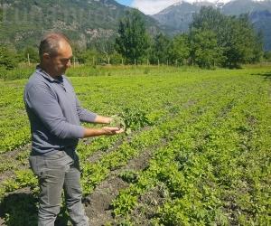 Venaus è assediata dai cinghiali, strage nei campi di patate