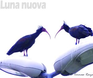 A Collegno si rivede l’ibis eremita: quattro esemplari in città