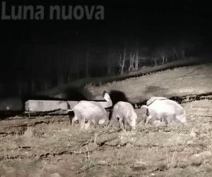 Troppi cinghiali sul Rocciamelone, saranno abbattuti