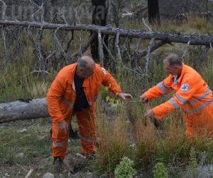La pineta del Rocciamelone rinasce con 300 piantine
