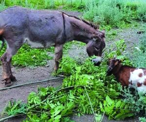 Chianocco, la capra Camilla è scomparsa da Pavaglione