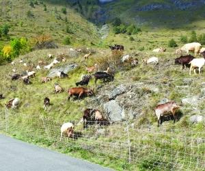 Alpi Cozie: la nuova sfida del Parco tra progetti e ‘grana’ lupo