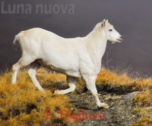 Stambecco bianco e senza corna, sorpresa naturalistica