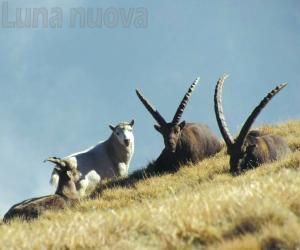 Spuntano altre foto dello stambecco bianco e senza corna