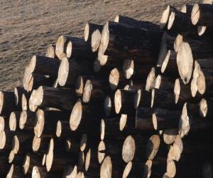 Un premio nazionale per le foreste valsusine