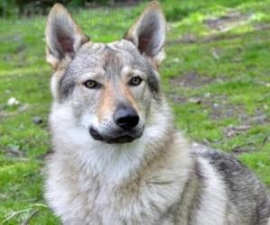 Grugliasco, donna sbranata da cinque cani