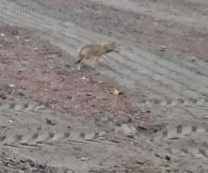 Caprie, metti un lupo che ti attraversa la strada: «Ormai sono tra di noi»