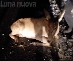 ‘Scontro ravvicinato’ con una cerva: lei se la cava, danni all’auto