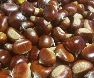Castanicoltura in val Susa: il volume on-line sul sito dell'Unione montana