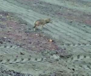 Buttigliera, un lupo in paese: "catturato" dalla foto-trappola