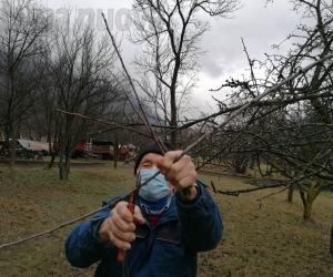 La mela Venaus salvata in extremis: solo più due piante in tutto il Piemonte