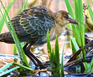 Avigliana, sul lago arriva il raro pollo sultano