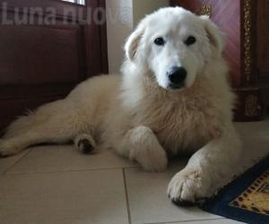 Reano, tre cani avvelenati in una notte