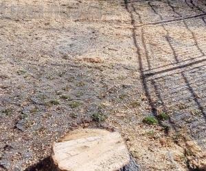 Bruzolo, lite sui tigli tagliati: «Intervento inutile»