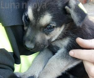 Grugliasco,  curati al Canc i due cuccioli salvati dai vigili del fuoco