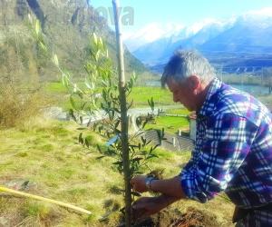 Venaus, ecco i primi olivi sui terrazzamenti del Parore
