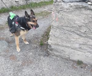 Boccone trappola a Chiomonte, ma stavolta il pastore tedesco si salva