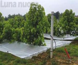 Grugliasco, agraria e veterinaria rilanciano il Gelso
