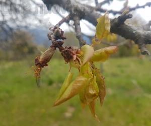 Il gelo tardivo di aprile ha bruciato la frutta