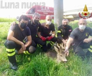 Grugliasco, curato al Canc il capriolo caduto nel canale della centrale