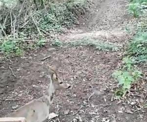 Villarbasse, liberato nei boschi il capriolo salvato dai Forestali