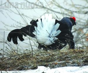 Sauze d'Oulx, la danza del gallo forcello per ripartire