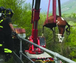Susa: mucca cade e muore nel canale della centrale di Coldimosso
