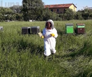 Grugliasco, le api volano fino all'università