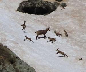 Bardonecchia, parco giochi per piccoli camosci (foto di Mirella Giacone)