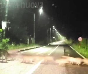 Allarme cinghiali a Villardora: campi devastati, sale la protesta