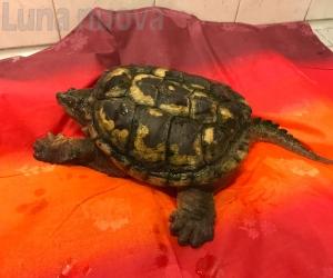 Collegno, una tartaruga "azzannatrice" abbandonata in strada