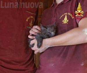 Almese: gattino bloccato nella canna fumaria, salvato dai pompieri