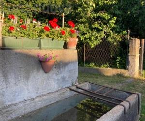 Mattie dà la caccia all'Arsenio Lupin del fiori