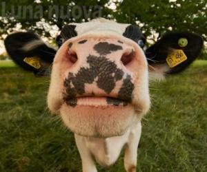 Adotta una mucca: la Pro loco di Bardonecchia lancia la sfida