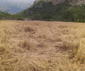 Raid di cinghiali nel campo di grano, azzerato il raccolto