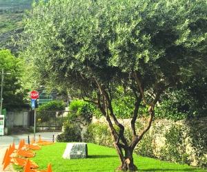 Susa, un giardino e una statua per S.Francesco di Paola