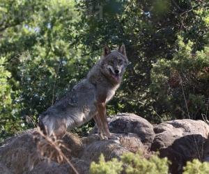 A Bar Cenisio si parla di lupo e di convivenza con l'uomo