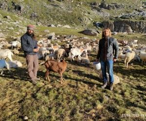 Due mesi in tenda per difendere il gregge dai lupi