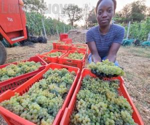 Vendemmia all'alba: lo chardonnay sarà spumante nel 2025