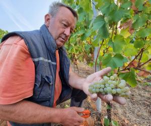 L'alba dello chardonnay, il primo spumante valsusino