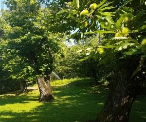 L'Unione montana rilancia il bando per la castanicoltura in bassa valle di Susa
