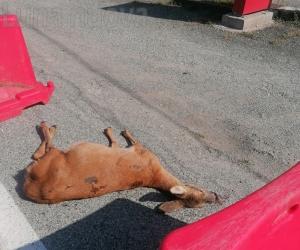 «Colpi di fucile vicino alle case»: a Villardora monta la protesta