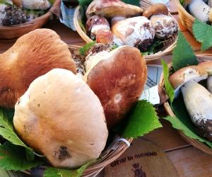 Giaveno, una gara di torte dedicate al fungo  